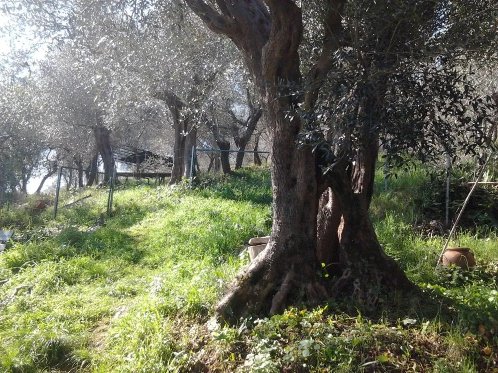 Castellina Marittima