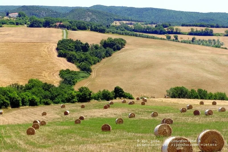 Guardistallo